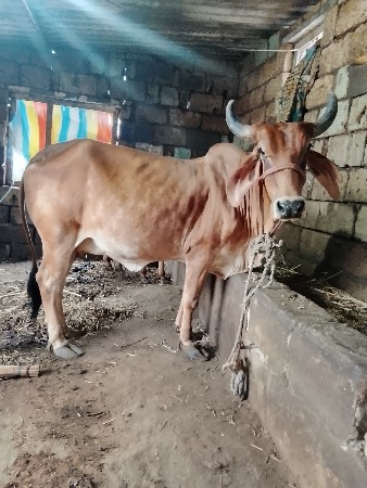 ગાય વેચવા ની છે