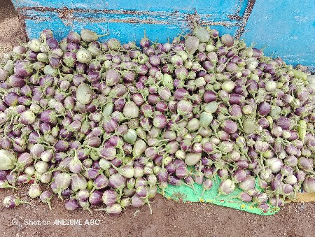 રીંગણા 
મોર પીસ 🍆