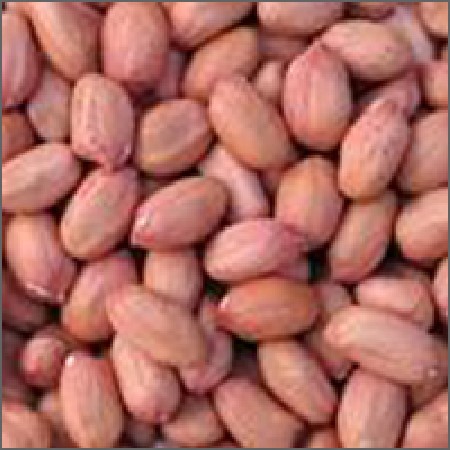 મગફળી જી.૨૦ દાણા