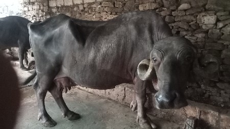 ગાભણું વેચવાનું છે