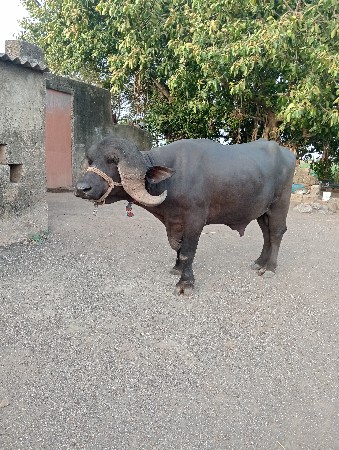 પાડો વેચવાનો છે