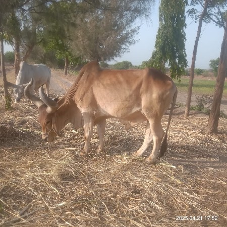 બળદ વેસવાના
