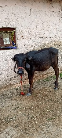 બે પાડી