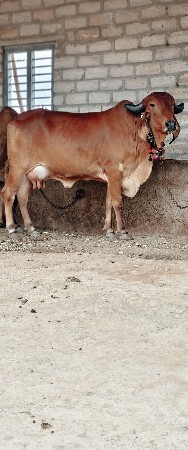 ગીર ગાય
