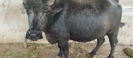 ભેંસ વેચવાની છે