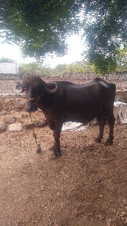 khdale vacava ne ca