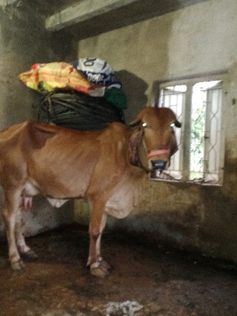 જય માતાજી ભાઈ ગાય લેવાની છે ગીર