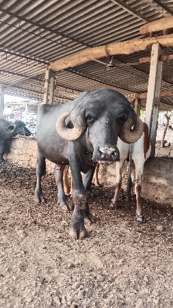 પાડો