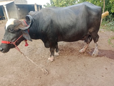 ભેંશ વેચવાની છે 4 થુ વેતર
