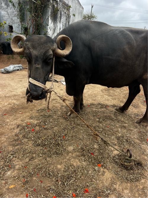ભેસ વેચવાની છે બધી જવાબ દારી