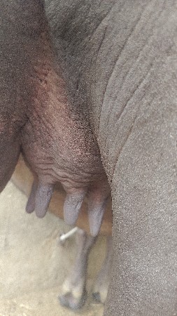 પેલું વેતર ખડેલી