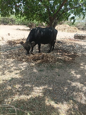 ભેસ વેચવાની છે 3 વેતર વ્યાસે 15