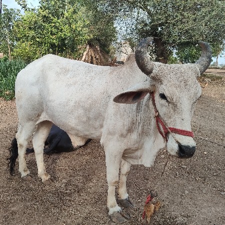 વેચવા ના છે