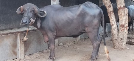 ખડેલી વેચવાની છે