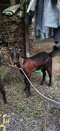 વચવાના