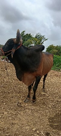 ઘોધલો વેચવાનો સે