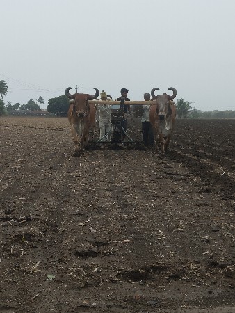 બળદ‌ વહેંચવાના છે