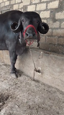 જાફરાબાદી ભેંસ વેચવાની છે