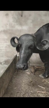ભેંસ વેચવાની છે