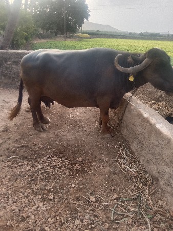 ભેંસ વેચવાની છે