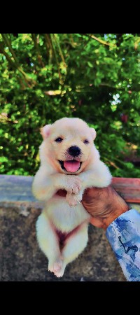 Pamolian puppy
