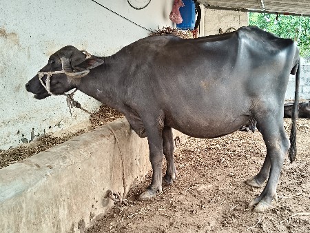 ખડેલી વેચવા ની છે