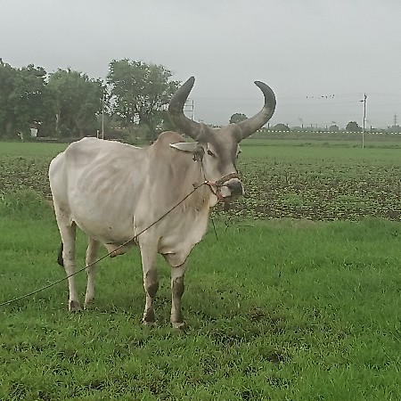 બળદ વેચવાના છે 
બળદ વેચવાના છે