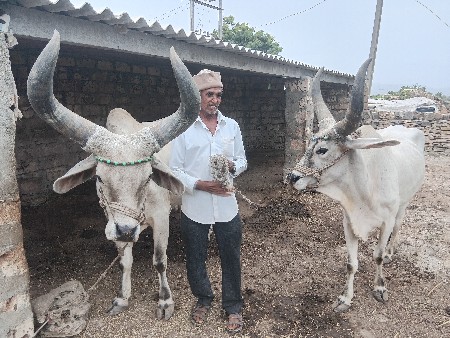 બળદ વેચવાના છે