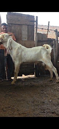 વેચવાના છે