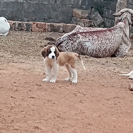 સેનબાનર મેલ છે