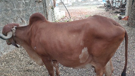 25દિવસ ની વાર સે