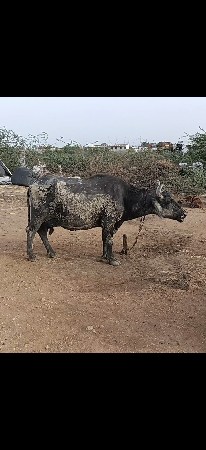 ભેંસો વેચવાની છે