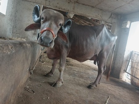 ભેસ વેસવાની છે