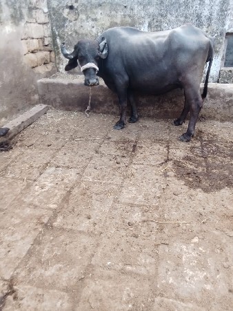 પેલું વેતર