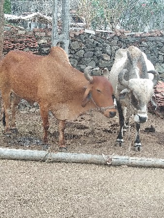 3ત્રીજી વાવણી ના