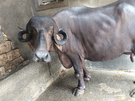 જાફરાબાદી ભેંસ વેચવાની છે