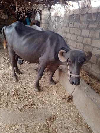 વેતર 1