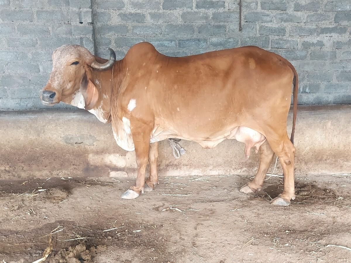 ગીર ગાય  વેચવાની છે.