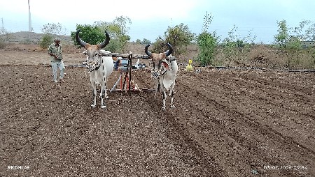 બળદ ગોઢલા