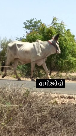 ગોઢલા વેચવાના છે જવાબદારી છે