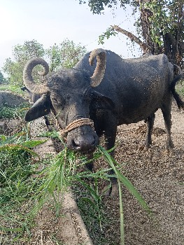 ભેંસ વેચવાની છે