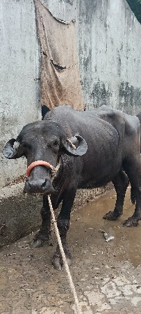 આ ખડેલી વેચવાની છે જાફરાબાદી છે