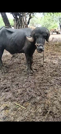 Pado vesavano se