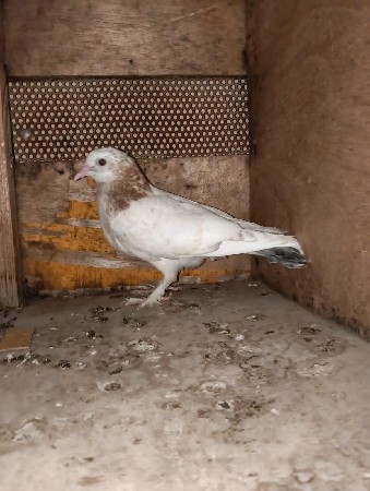 જેને જોતા હોય એ જ ફોન કરે ફોટા ફોટ