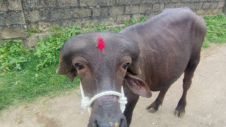 Pandu ke Sonu se jafrabadi