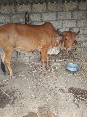 વેચવાની છે