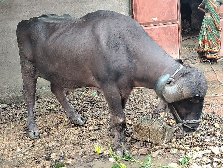 પાડો વેચાવા નો છે.