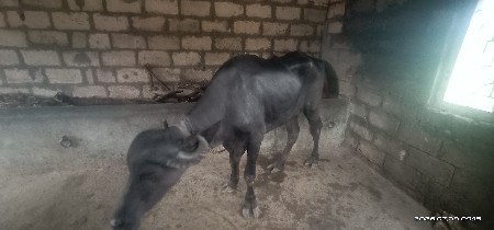 વેચવાની છે