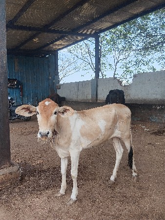 વાછડી વેચવાની છે