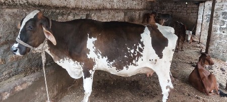 એચએફ ગાય વેચવાની છે
